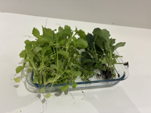 ～第三章　間引きの巻～